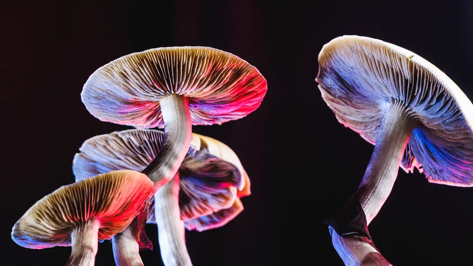 An Introduction to Five Psychedelics: Psilocybin, DMT, LSD, MDMA and Ketamine