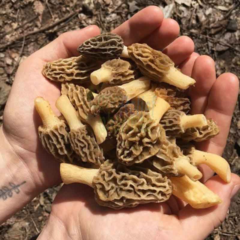 Natural magic mushrooms dried with good quality